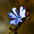 A quiet blue flower, hinting of fall