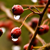 Taken at Buttertubs Marsh in Nanaimo, BC